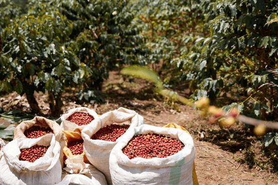 Rwanda Single-Origin Coffee